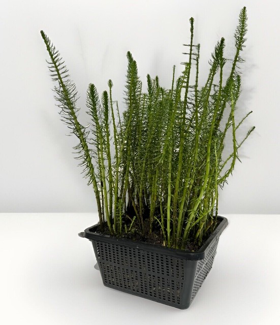Wasserpflanzen Wolff Tannenwedel Hippuris 4er Set im gratis Pflanzkorb