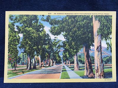 Lithograph Postcard of an avenue with Eucalyptus trees