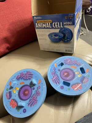 Learning Resources Cross Section Animal Cell Soft Foam Model LER 1900