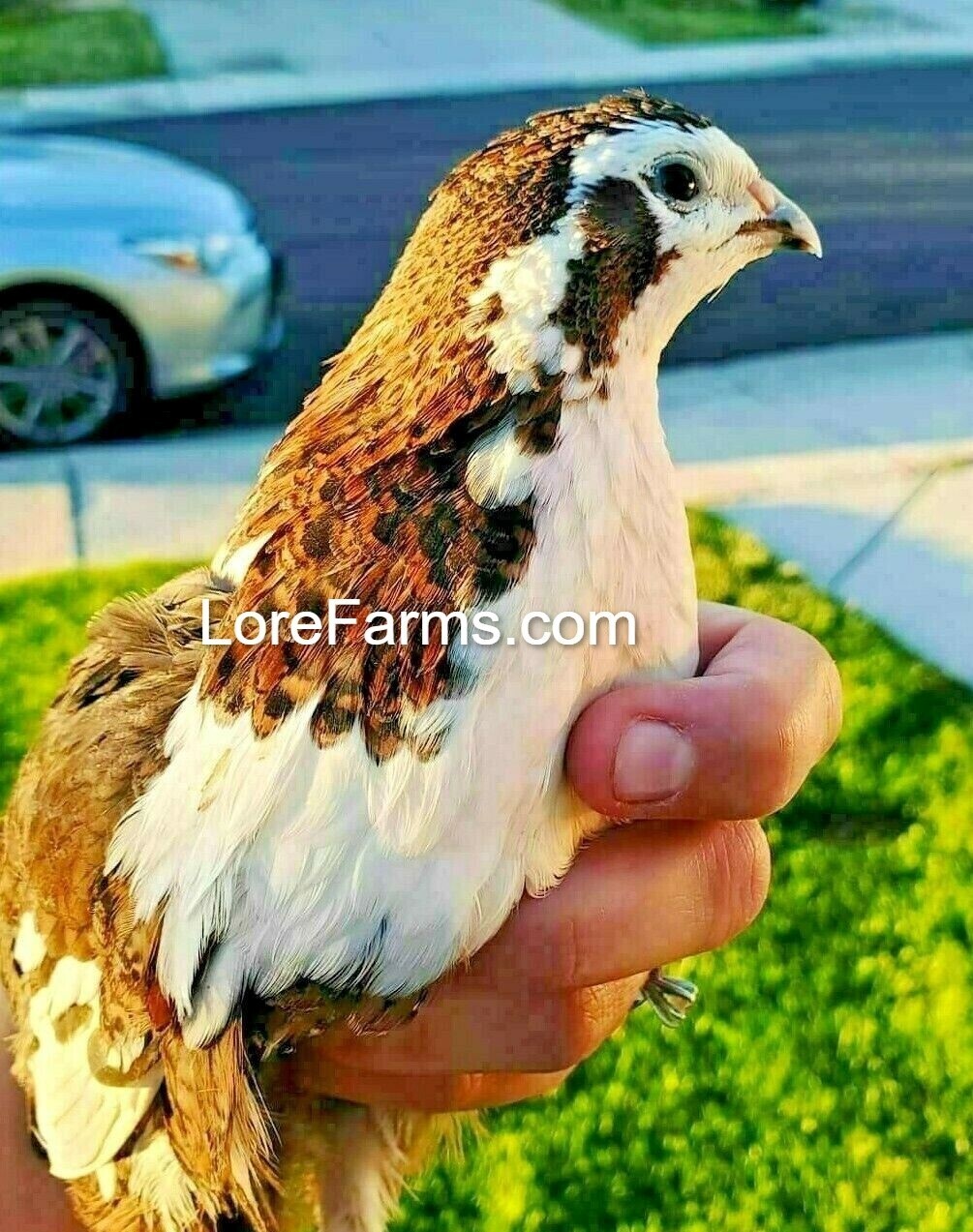 6 (+2 extra) 💙 Celadon 100% TRUE Blue Coturnix Quail Hatching Eggs Rare