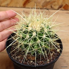 Echinocactus grusonii spina lunga Vaso 10 cm Cod.0412-8 V no ariocarpus