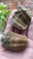 Trilobite Fossil