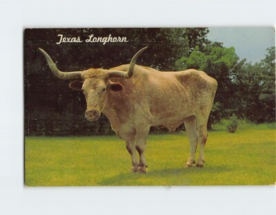 #ad Postcard Texas Longhorn Abilene USA $3.46