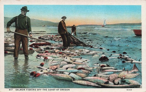 SALMON FISHING OFF THE COAST OF OREGON WITH NETS c1915 VINTAGE POSTCARD 042125 U