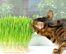 6.oz PET GRASS SEEDS  - WHOLE BARLEY - ORGANIC