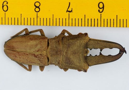 BEETLE - LUCANIDAE - Cyclommatus martinii (39mm) - SARAWAK - MALAYSIA - 9843