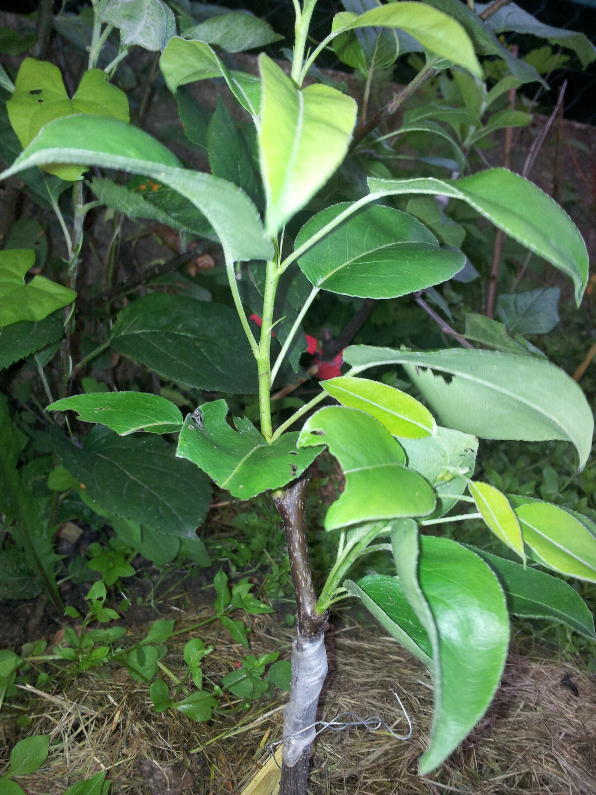 Picture 4