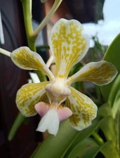 Vanda tricolor Alba  var  Palida  Species   Fragrant Orchid  extremely rare