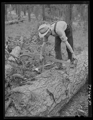Grant County Oregon 1942 Lumberjack Scales Log Malheur National Forest