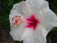 STRAWBERRIES AND CREAM Tropical Hibiscus Plant Pink White Single Flower