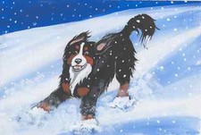 Bernese Mountain dog print 8 x 10 , " Snow Plow " Signed by artist