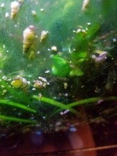 25 2 Malaysian Trumpet Snails MTS Aquarium Bred - Free Shipping