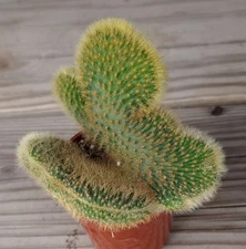 Vatricania guentheri Cristata Golden Spike Columnar Fan Specimens