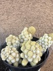 Mamilaria Elongata  — photo 2