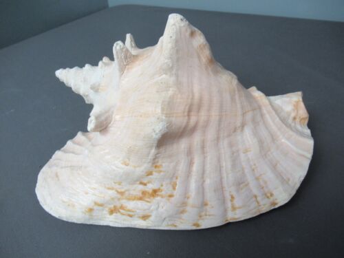 Large Conch Shell - White, Cream, Tan & Pink - 10" long - 1 g3 tst - Picture 1 of 7