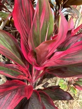 Hawaiian Green/Pink/Red Hybrid Ti Leaf Fresh Cuttings 6inch Starter Logs x3