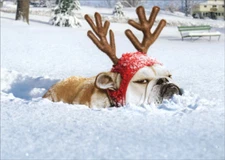 Bulldog Reindeer Box of 10 Funny  Humorous Dog Avanti Christmas Cards