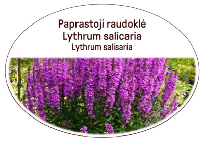 Lila Loosestrife/Lythrum Salicaria/Kräuter Gesunder Tee/Getrocknet/Uniq/Gesunder Körper