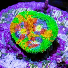 (F8) Jellybean Chalice - WYSIWYG Live Coral Frag