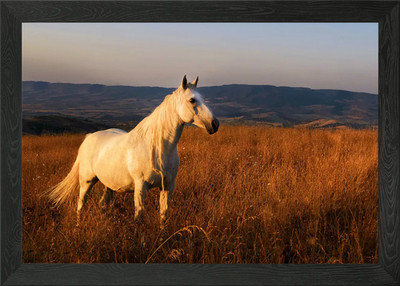 Pferd gerahmtes Wandbild Poster Leinwanddruck Bild