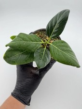 Ficus Audrey Ficus benghalensis 'Audrey'