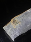 Picture 2 of 8