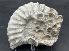 SUPERB 6.5” Cretaceous Mortoniceras Sp.Texas Fossil Ammonite!CRAZY Oyster Party!