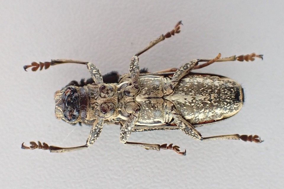 j85236. Insects, Cerambycidae sp. Vietnam, Gia Lai | eBay