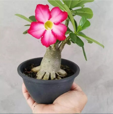 3 rośliny materiał bonsai adenium - Kambodża Japonia Wysyłka od DHL Express Free Phyto