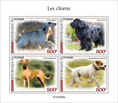 Chad 2021 MNH Dogs Stamps Pharaoh Afghan Hound Newfoundland Dog 4v M/S - Zdjęcie 1 z 1