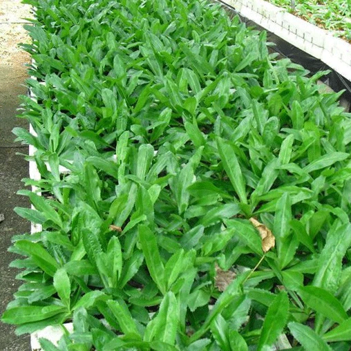 3 CULANTRO Eryngium foetidum Thai /Vietnamese parley Ngo Gai, live Plant, USA - Image 4 of 4