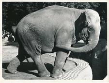Elephant Photography Silver Print 1950s Era