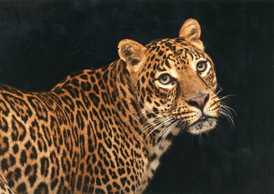 African Leopard (Panthera pardus), 2024--New POSTCARD