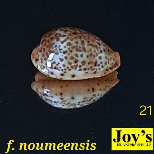 Cypraea humphreysii f. noumeensis #21 15.8mm ULTRA! RARE BEAUTY New Caledonia