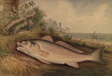 Kilbourne Redfish Chromolithograph 13x19 Print Sport Game Fish 1879