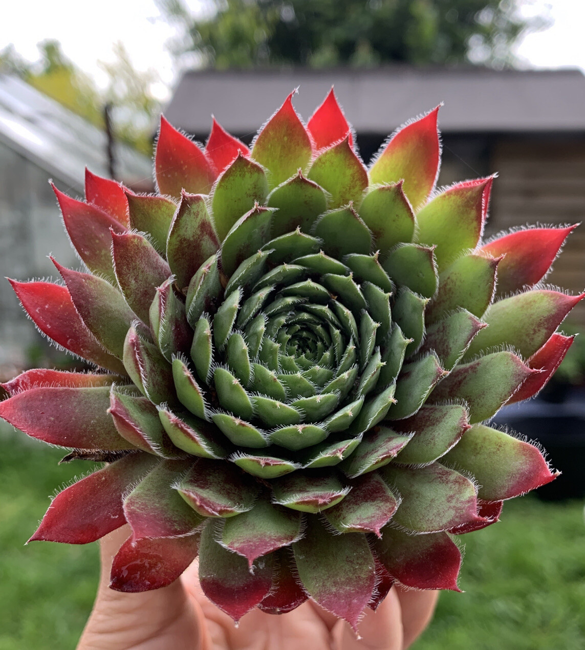 5 X Sempervivum Plants Outdoor Succulents Evergreen Perennials House
