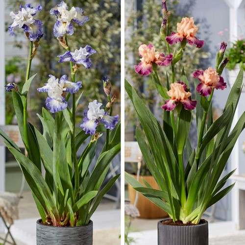 T&M Iris Germanica Duo Bearded Iris Plants Rose de Perse & Miles Ahead