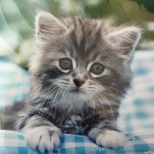 Grey Tabby Kitten Greeting Card 5039306010234 Ebay