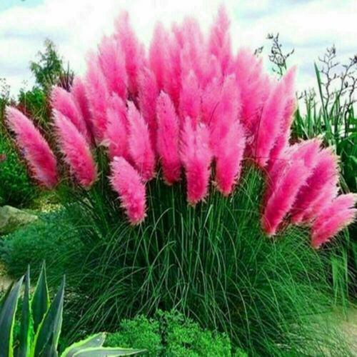 200 Pink Pampas Grass Seeds Perennial Flowering Ornamental Grasses 