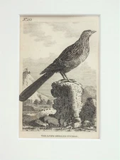 Heeled Cuckoo - Buffon Mounted Antique Bird Print c.1805 Engraving 153
