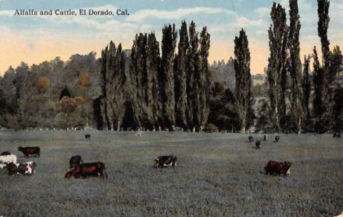 El Dorado California Alfalfa And Cattle Cows Antique Postcard K60317 - Afbeelding 1 van 2