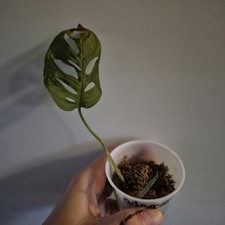 Monstera Adansonii - Monstera Swiss Cheese - 2.5 Inch - EXACT PLANT