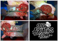 5 INCH MONSTER KOK SUPER RED DRAGON LIVE FLOWERHORN DC45