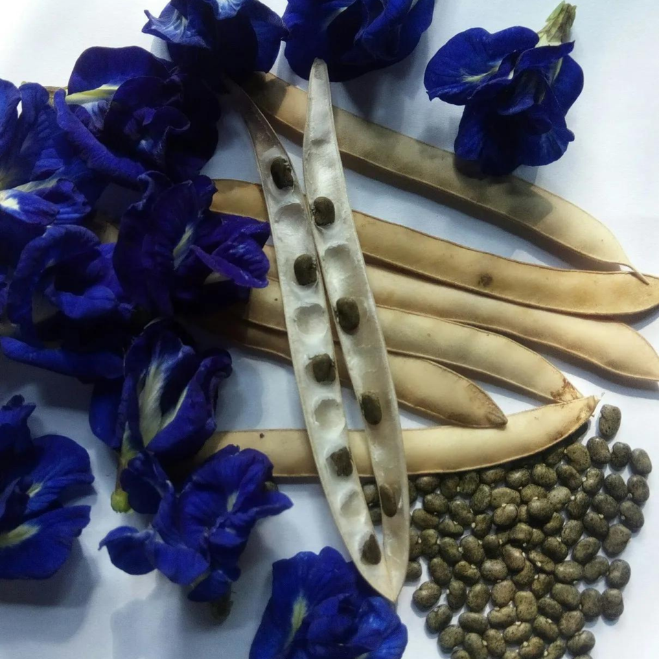 Ceylon Butterfly Pea Dried Flower Organic 100 Natural Herbal 100g Net