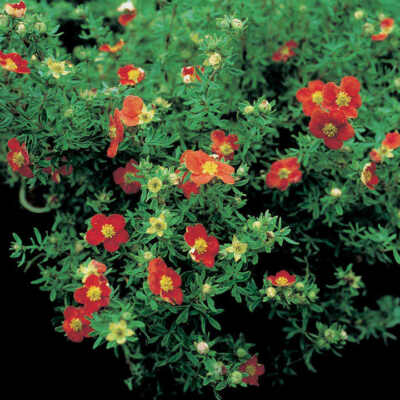 Potentilla Marian Red Robin Hardy Garden Plant Ornamental Shrub 1x 3.6L ...