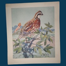 1932 Dixie Lids Nature Series enlarged lithograph print - no. 10 QUAIL