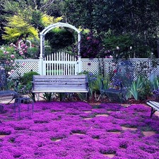 20000 Magic Purple Creeping Thyme Seeds for Planting Ground Normal, Brown