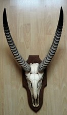 ** ANCIENNES GRANDES CORNES D'ANTILOPE D'AFRIQUE