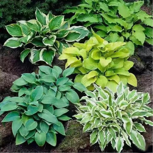 100 Pezzi Di Fiori Da Giardino Semi Di Piante Hosta Verdi Hosta Plantaginea 。