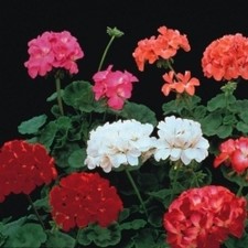 FLOWER GERANIUM F2 COLORAMA MIX 250 FINEST SEEDS BULK
